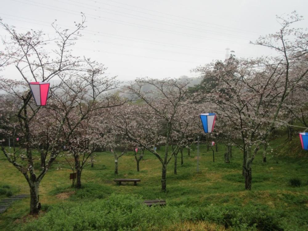 008桜は満開だが花見客はゼロ
