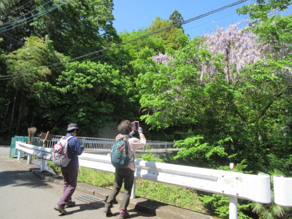 002藤の花がきれいだった