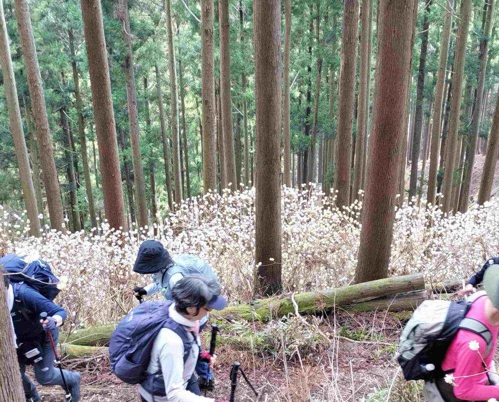 ミツバ岳6.5