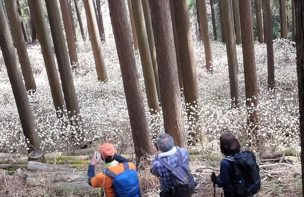ミツバ岳5.5