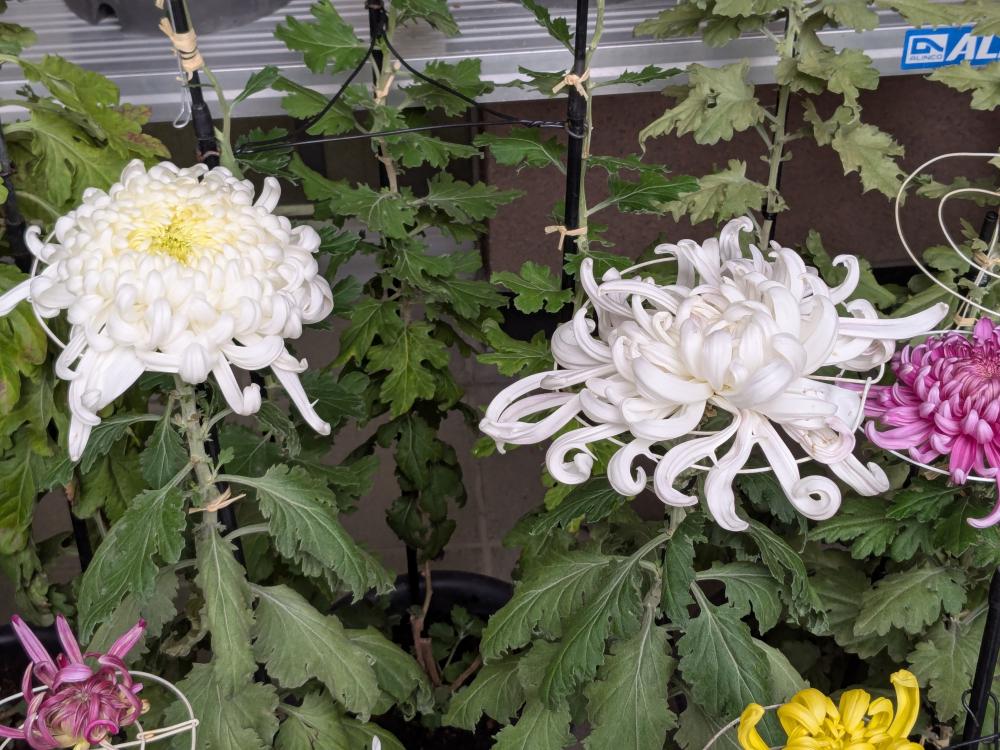 PXL_20251113_012431675.MP