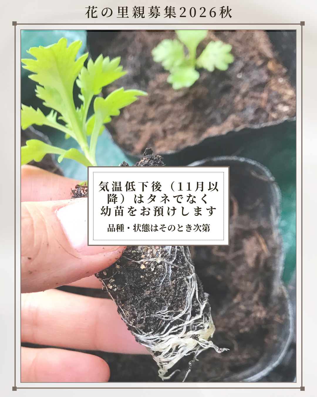 花の里親4.png